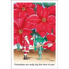 The Poinsettias Are Really Big